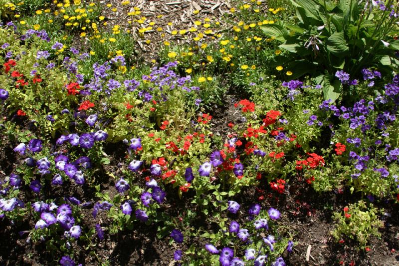 2006-07-22 13:53:36 ** Vail ** Flowers near our hotel. 2006-07-22 13:53:36 ** Vail ** Flowers near our hotel.
