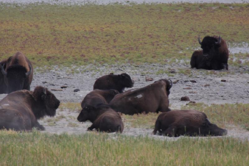 2013-08-24 13:53:39 ** Antelope Island, Bison, Utah ** 