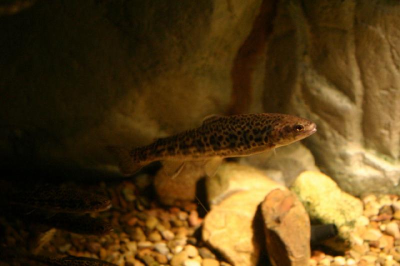 2007-12-15 12:41:42 ** Aquarium, Utah, Zoo ** Tiger Trout.