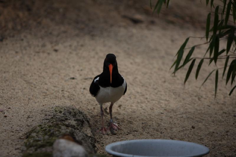 2010-04-13 15:39:02 ** Deutschland, Walsrode, Zoo ** 