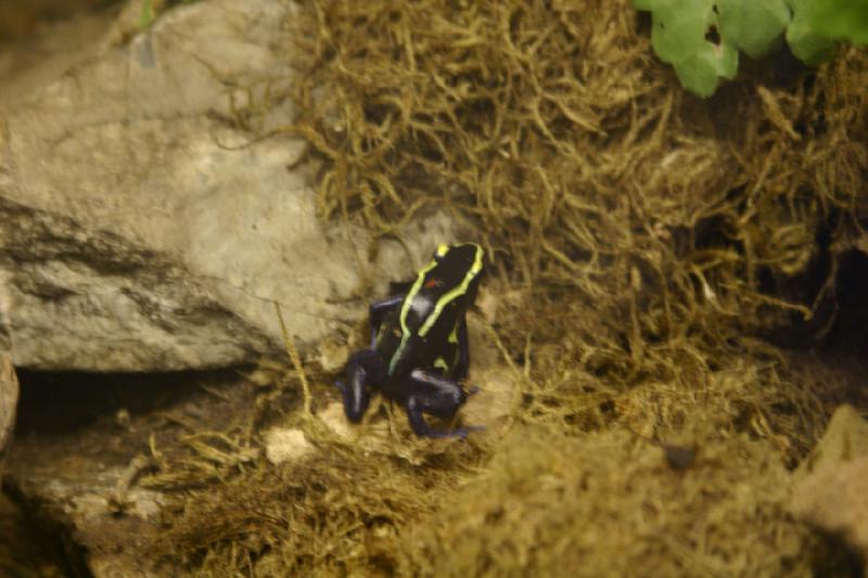 2007-06-18 12:25:36 ** Utah, Zoo ** Pfeilgiftfrosch.