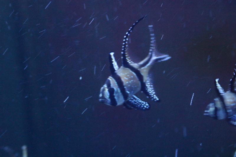 2005-08-25 14:34:47 ** Aquarium, Berlin, Germany, Zoo ** Fish in dark water.