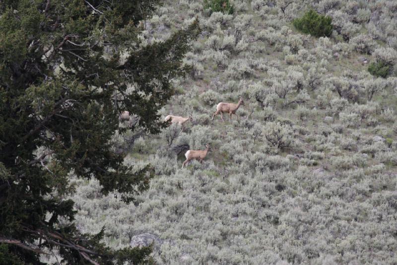 2009-08-05 15:34:25 ** Yellowstone Nationalpark ** 