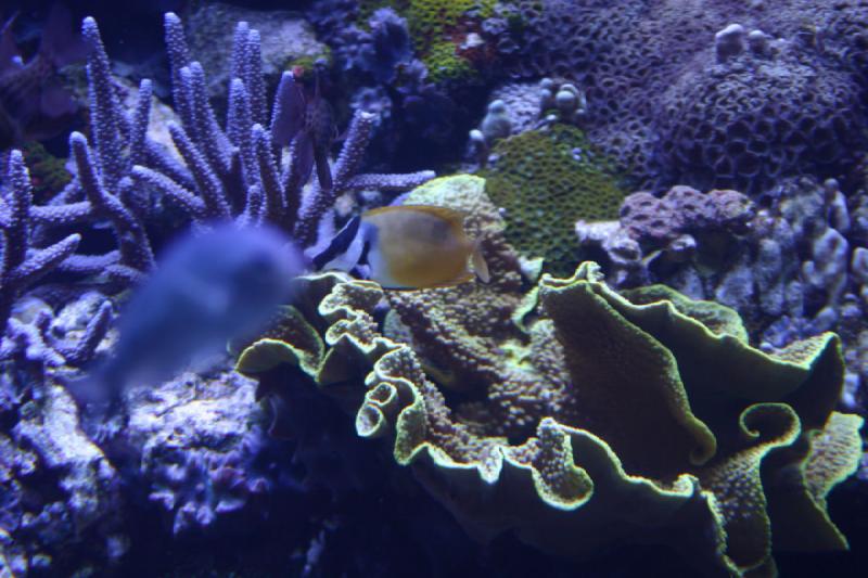 2007-10-13 12:49:16 ** Aquarium, California, Zoo ** Fish and coral. 2007-10-13 12:49:16 ** Aquarium, California, Zoo ** Fish and coral.