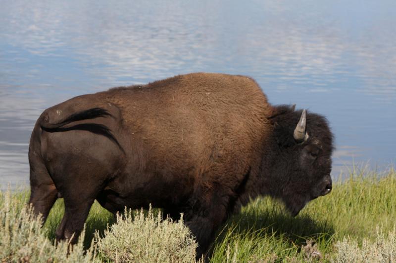 2008-08-15 17:11:57 ** Bison, Yellowstone Nationalpark ** 