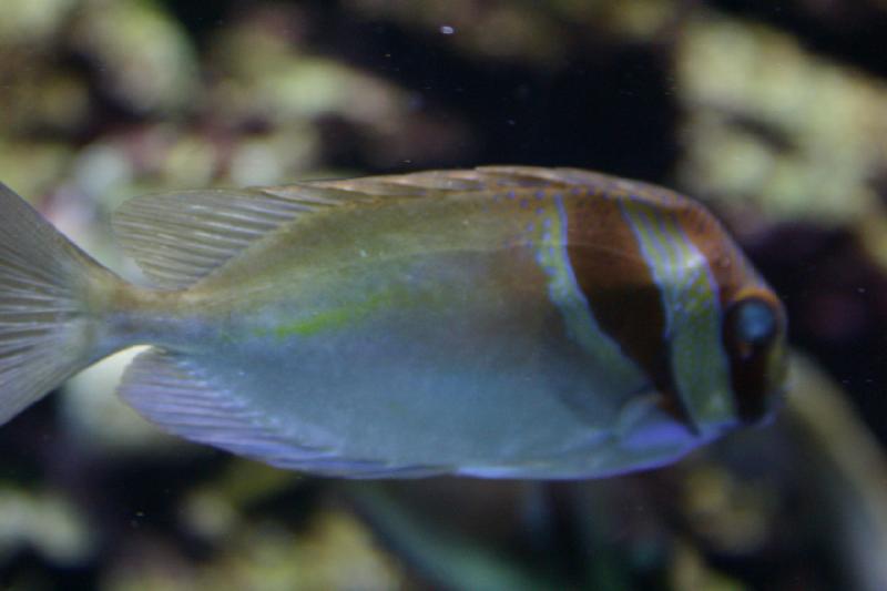 2007-09-01 11:29:52 ** Aquarium, Seattle ** Fish with eyes that look a little milky.