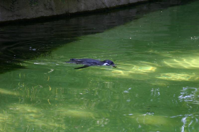 2005-08-24 15:14:18 ** Berlin, Deutschland, Zoo ** Humboldt-Pinguin.