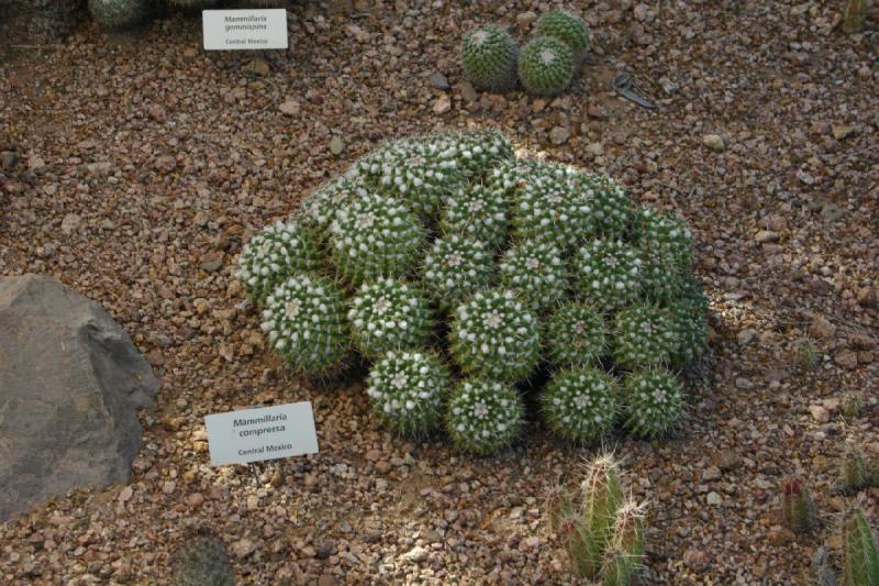 2007-10-27 14:21:16 ** Botanischer Garten, Kaktus, Phoenix ** Mammillaria compressa. Eine Art der Gattung der Warzenkakteen.