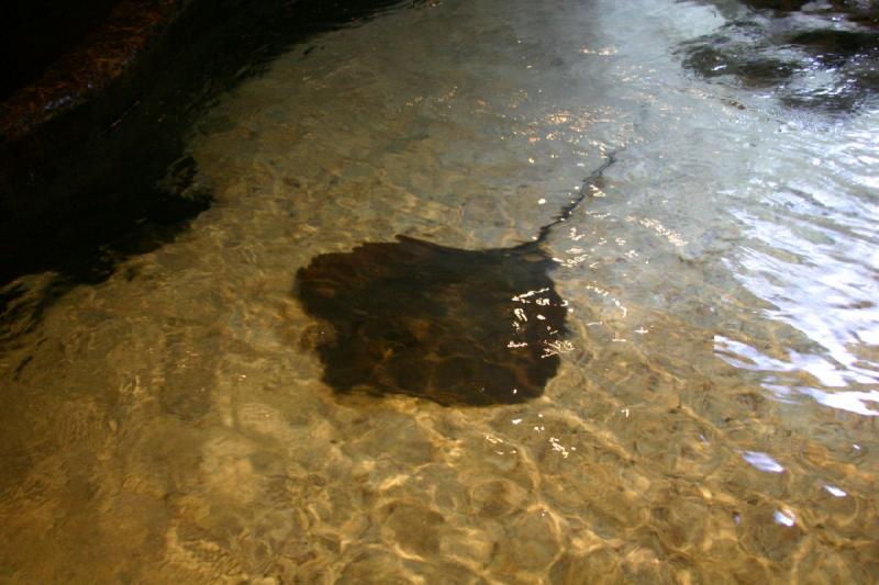 2007-12-15 13:15:34 ** Aquarium, Utah, Zoo ** Stingray.