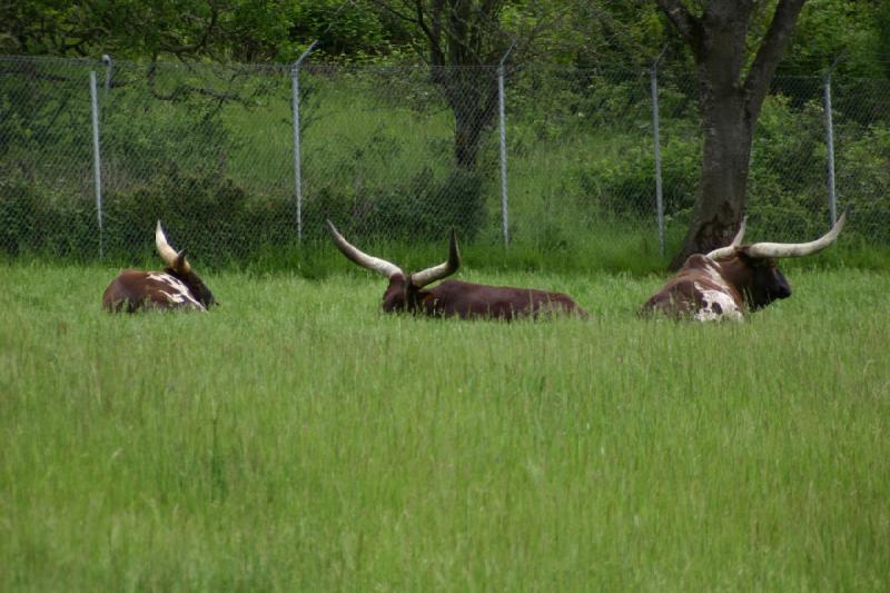 2005-05-07 14:24:42 ** Oregon, Roseburg, Zoo ** Buffalo with impressive horns.