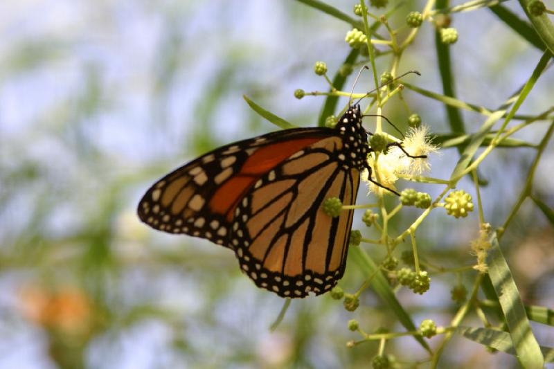 2007-10-27 13:36:38 ** Botanischer Garten, Phoenix ** Monarchfalter.