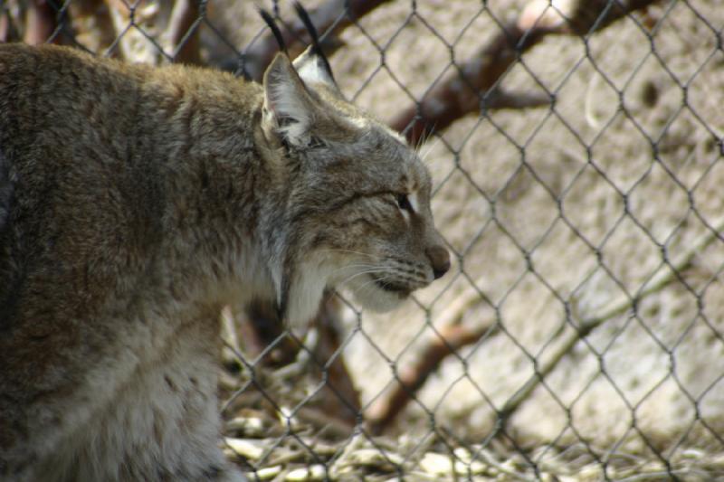 2007-03-11 14:32:44 ** Utah, Zoo ** Sibirischer Luchs.