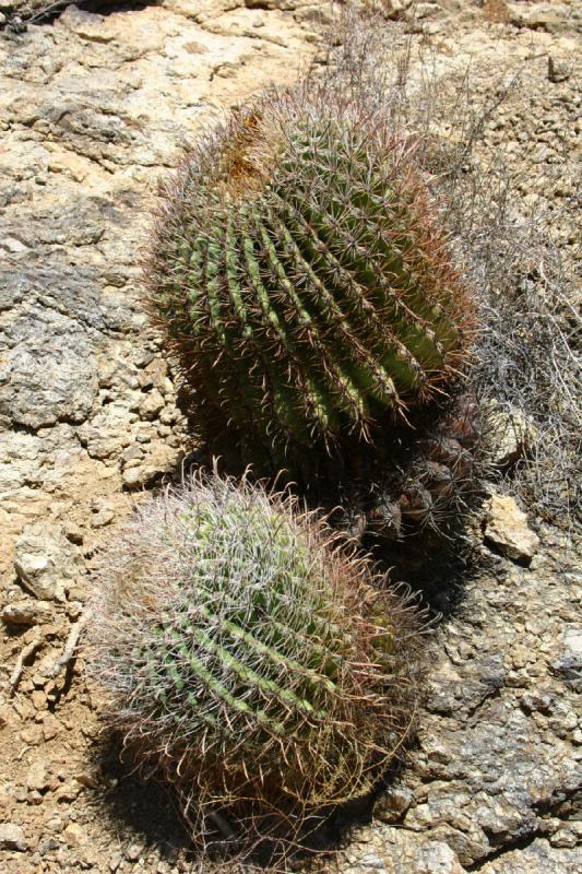 2006-06-17 11:17:22 ** Kaktus, Tucson ** Kakteen im 'Tucson Mountain Park'.