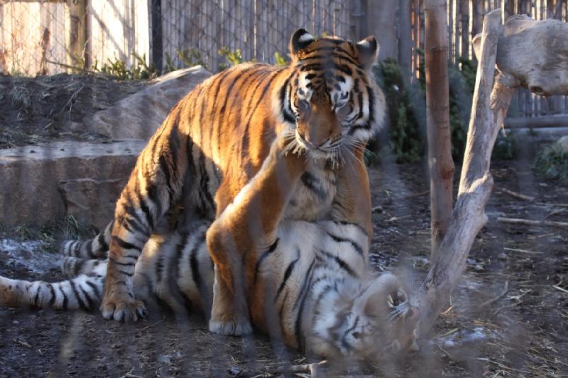 2011-01-23 16:40:03 ** Tiger, Utah, Zoo ** 