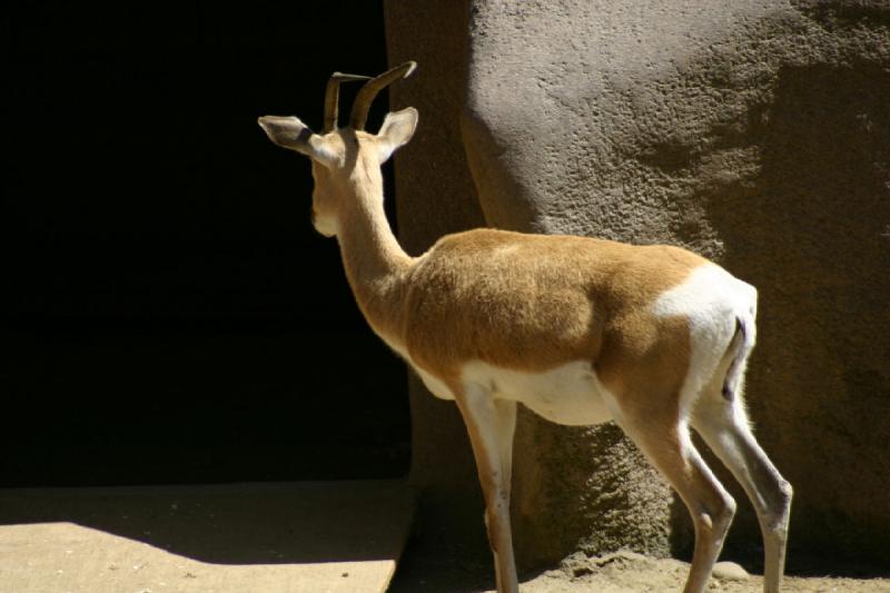 2008-03-20 12:49:52 ** San Diego, Zoo ** Soemmerring's Gazelle.