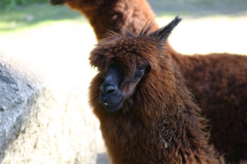 2005-08-24 16:16:41 ** Berlin, Germany, Zoo ** Llama.