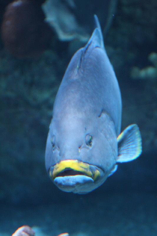 2014-03-12 15:54:10 ** Chicago, Illinois, Shedd Aquarium ** 