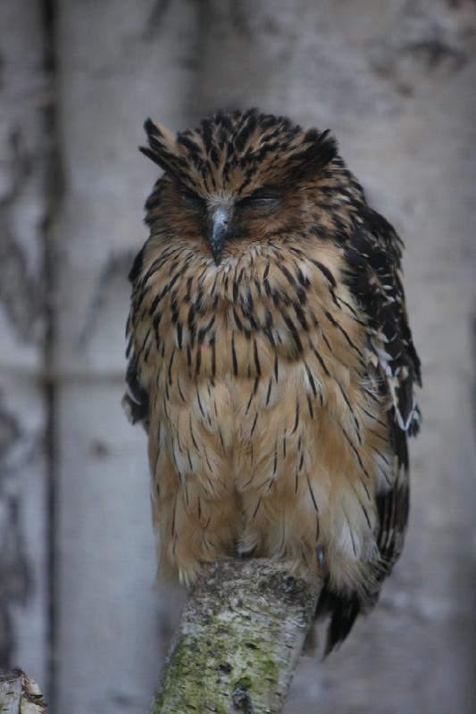 2010-04-13 18:08:14 ** Deutschland, Walsrode, Zoo ** 