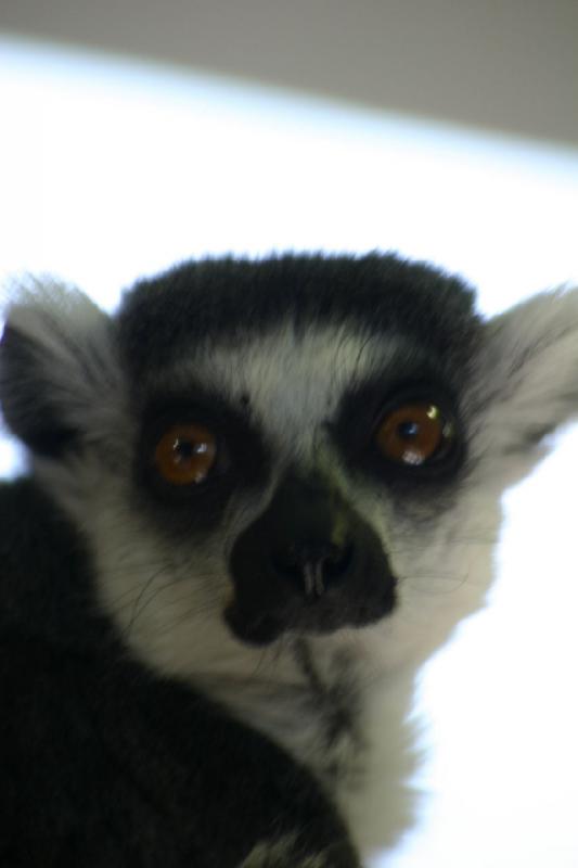 2007-03-11 13:55:46 ** Utah, Zoo ** Lemur.