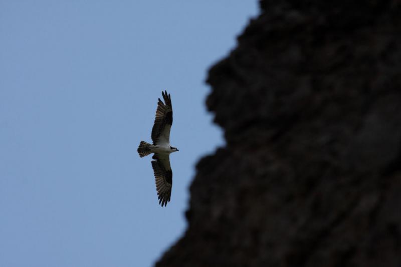 2009-08-03 09:32:04 ** Yellowstone National Park ** An Osprey circles above the Firehole River.