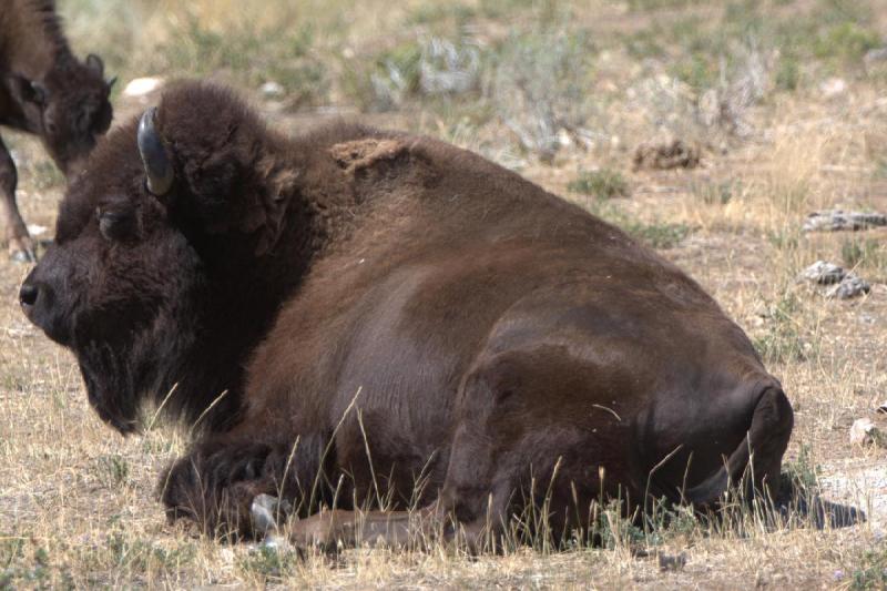 2014-08-15 11:50:05 ** Antelope Island, Bison, Utah ** 