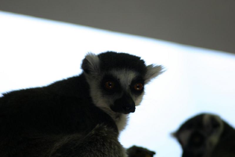 2007-03-11 13:55:34 ** Utah, Zoo ** Lemur.
