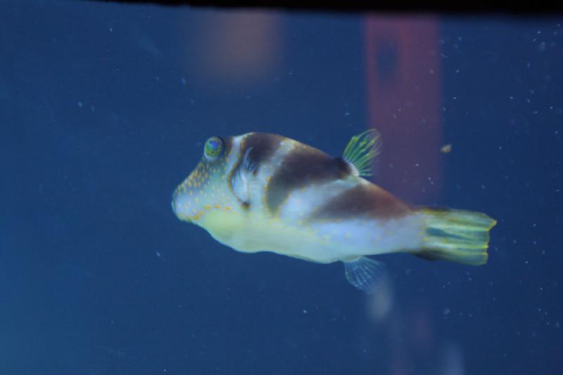 2012-06-16 11:07:50 ** Aquarium, Seattle ** 