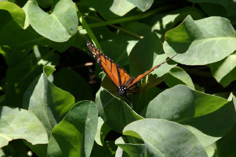 2007-10-27 13:29:00 ** Botanischer Garten, Phoenix ** Monarchfalter.