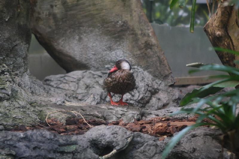 2014-03-12 11:21:22 ** Chicago, Illinois, Shedd Aquarium ** 