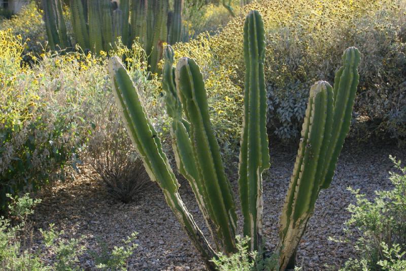 2007-04-15 16:52:08 ** Cactus, Phoenix ** Strongly gnawed at cactus. 2007-04-15 16:52:08 ** Cactus, Phoenix ** Strongly gnawed at cactus.