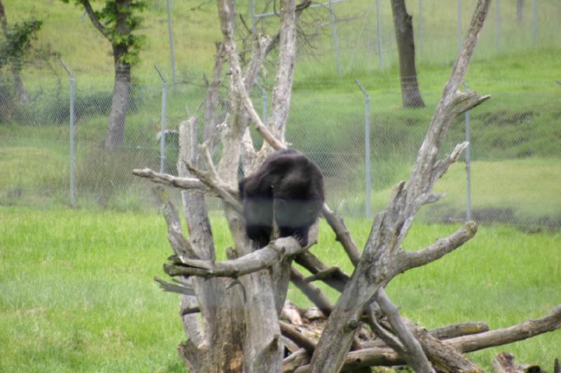 2005-05-07 14:54:17 ** Oregon, Roseburg, Zoo ** Schwarzbär. Leider konnte ich nicht näher an den Zaun heran kommen.