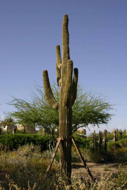 2007-04-15 16:43:50 ** Cactus, Phoenix ** This Saguaro has to be held up. 2007-04-15 16:43:50 ** Cactus, Phoenix ** This Saguaro has to be held up.