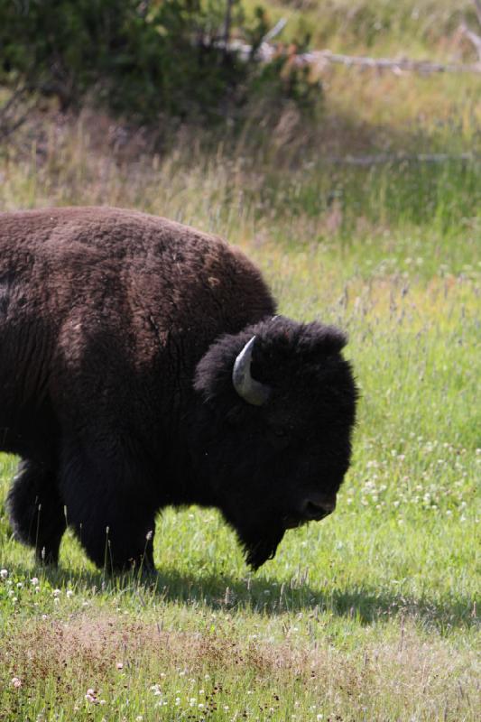 2009-08-05 09:31:51 ** Bison, Yellowstone Nationalpark ** 