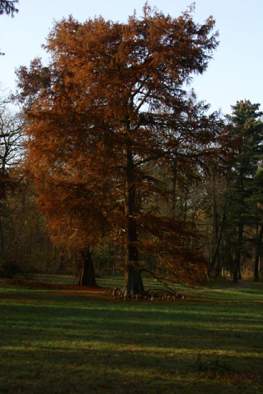 2006-11-28 10:10:22 ** Deutschland, Potsdam ** Baum im Park Sanssouci.