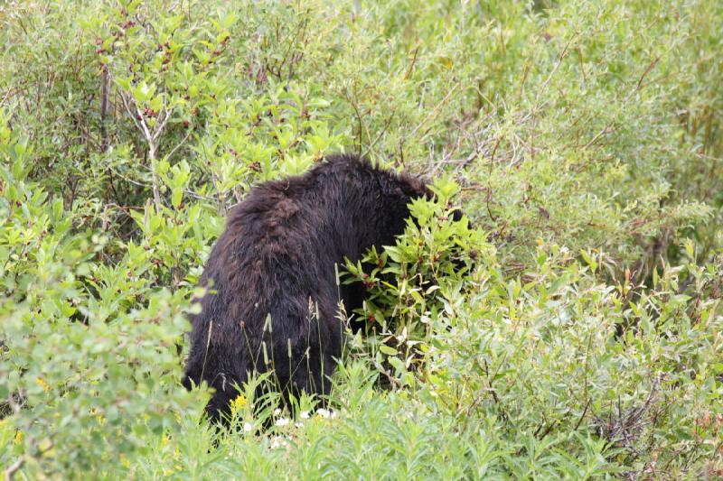 2009-08-05 14:05:26 ** Black Bear, Yellowstone National Park ** 