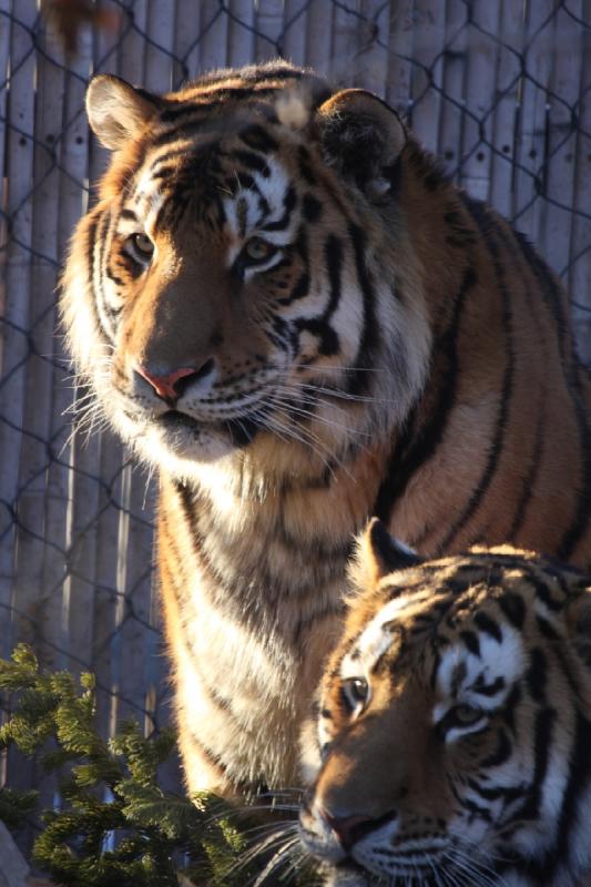 2011-01-23 16:43:39 ** Tiger, Utah, Zoo ** 