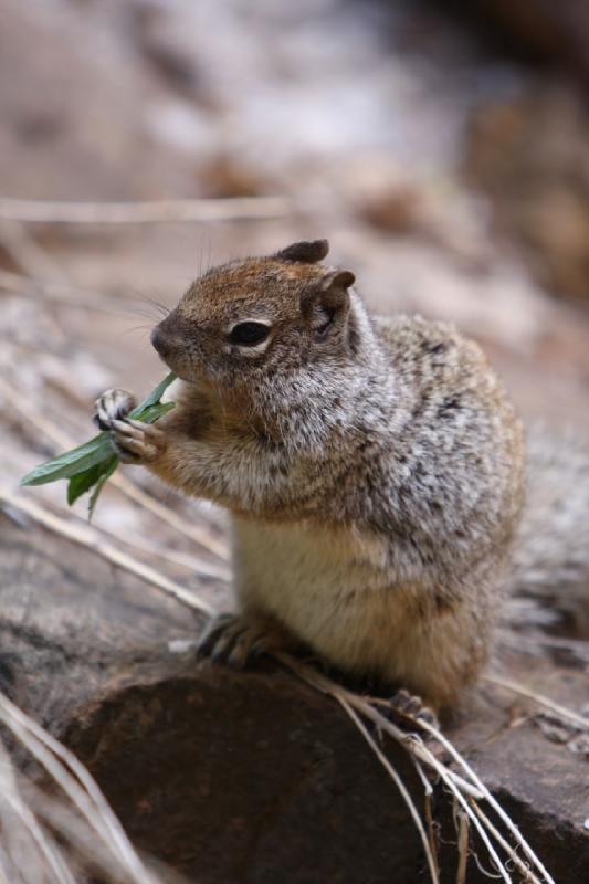 2011-05-29 09:53:09 ** Utah, Zion Nationalpark ** 