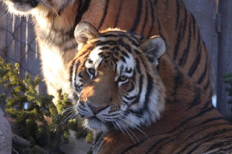 2011-01-23 16:43:26 ** Tiger, Utah, Zoo ** 