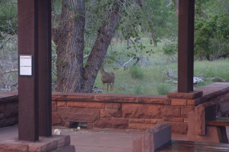 2011-05-29 08:58:16 ** Utah, Zion Nationalpark ** Ein Reh in der Nähe einer der Bushaltestellen hat schon für sehr viel Aufmerksamkeit gesorgt.