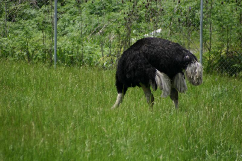 2005-05-07 14:11:45 ** Oregon, Roseburg, Zoo ** Ostrich.