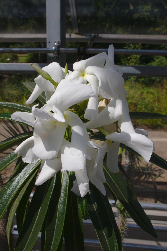 2019-07-31 11:29:01 ** Botanischer Garten, Deutschland, Oldenburg ** 