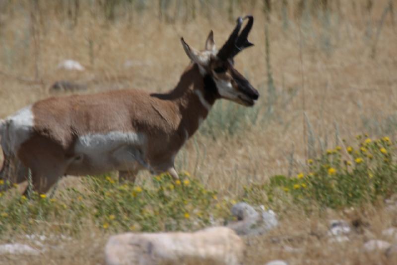 2013-08-24 13:31:38 ** Antelope Island, Antilope, Utah ** 