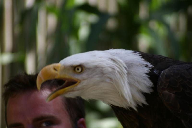 2007-06-18 11:33:10 ** Utah, Weißkopfseeadler, Zoo ** Weißkopfseeadler.