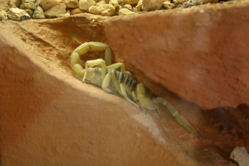 2007-06-18 12:40:30 ** Utah, Zoo ** Giant desert hairy scorpion.