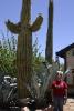 Agave, "Saguaro" Kaktus und "Ocotillo" und Erica zum Größenvergleich.