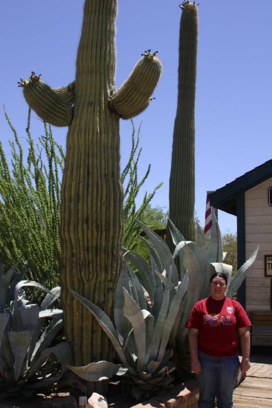 2006-06-17 11:38:24 ** Erica, Kaktus, Tucson ** Agave, 'Saguaro' Kaktus und 'Ocotillo' und Erica zum Größenvergleich.