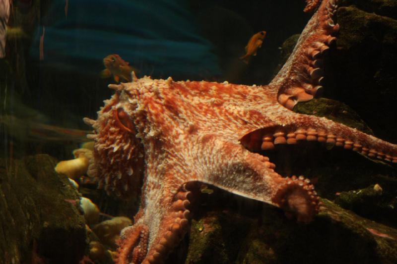 2012-06-16 12:11:06 ** Aquarium, Seattle ** 