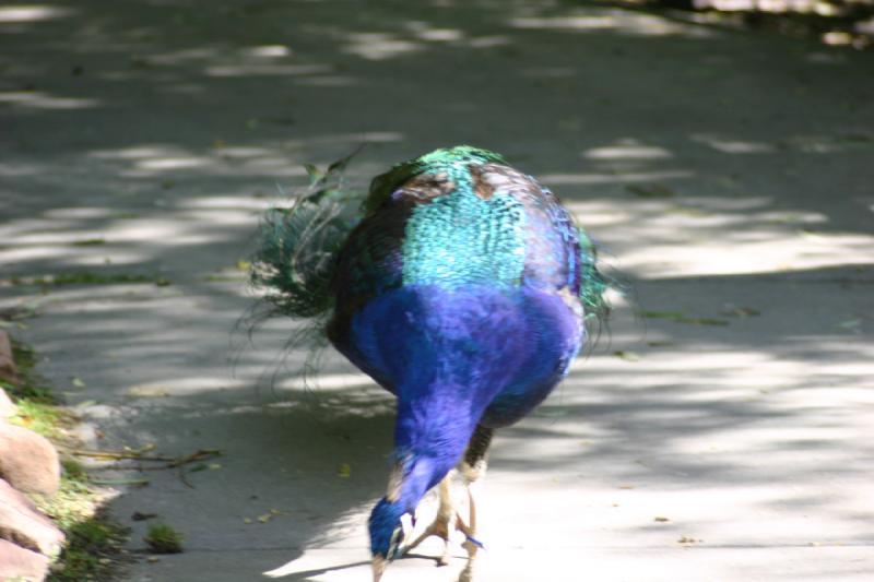 2005-05-21 16:34:24 ** Tracy Vogelpark ** Pfau.