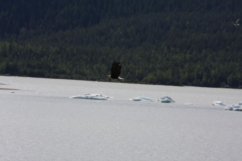 2012-06-20 16:31:53 ** Alaska, Juneau, Kreuzfahrt, Weißkopfseeadler ** 