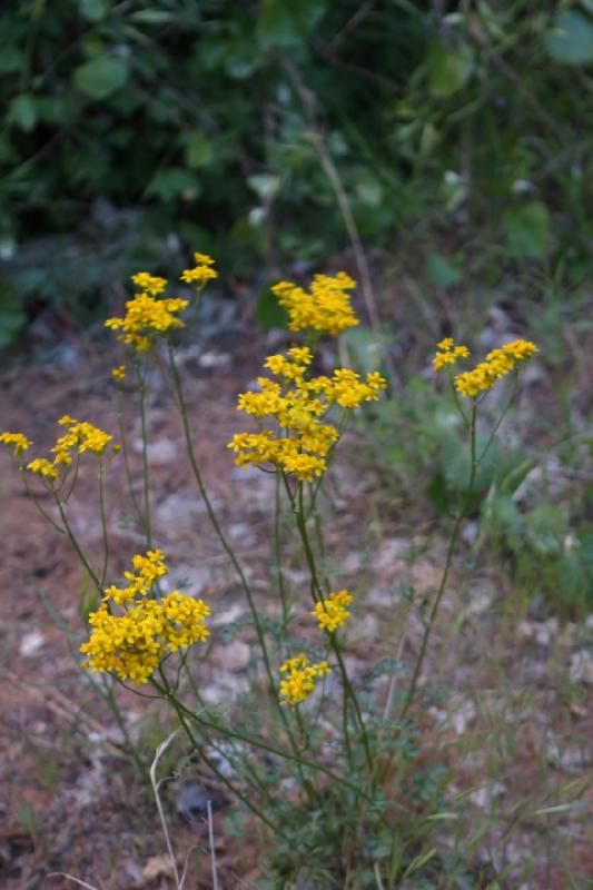 2011-05-29 09:26:14 ** Utah, Zion Nationalpark ** 